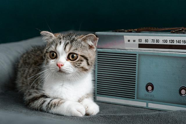 Verängstigtes Kätzchen vor Radio