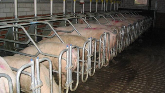 Mehrere Sauen stehen in engen Kastenställen ohne Bewegungsmöglichkeiten nebeneinander in einer Schweinezuchtanlage
